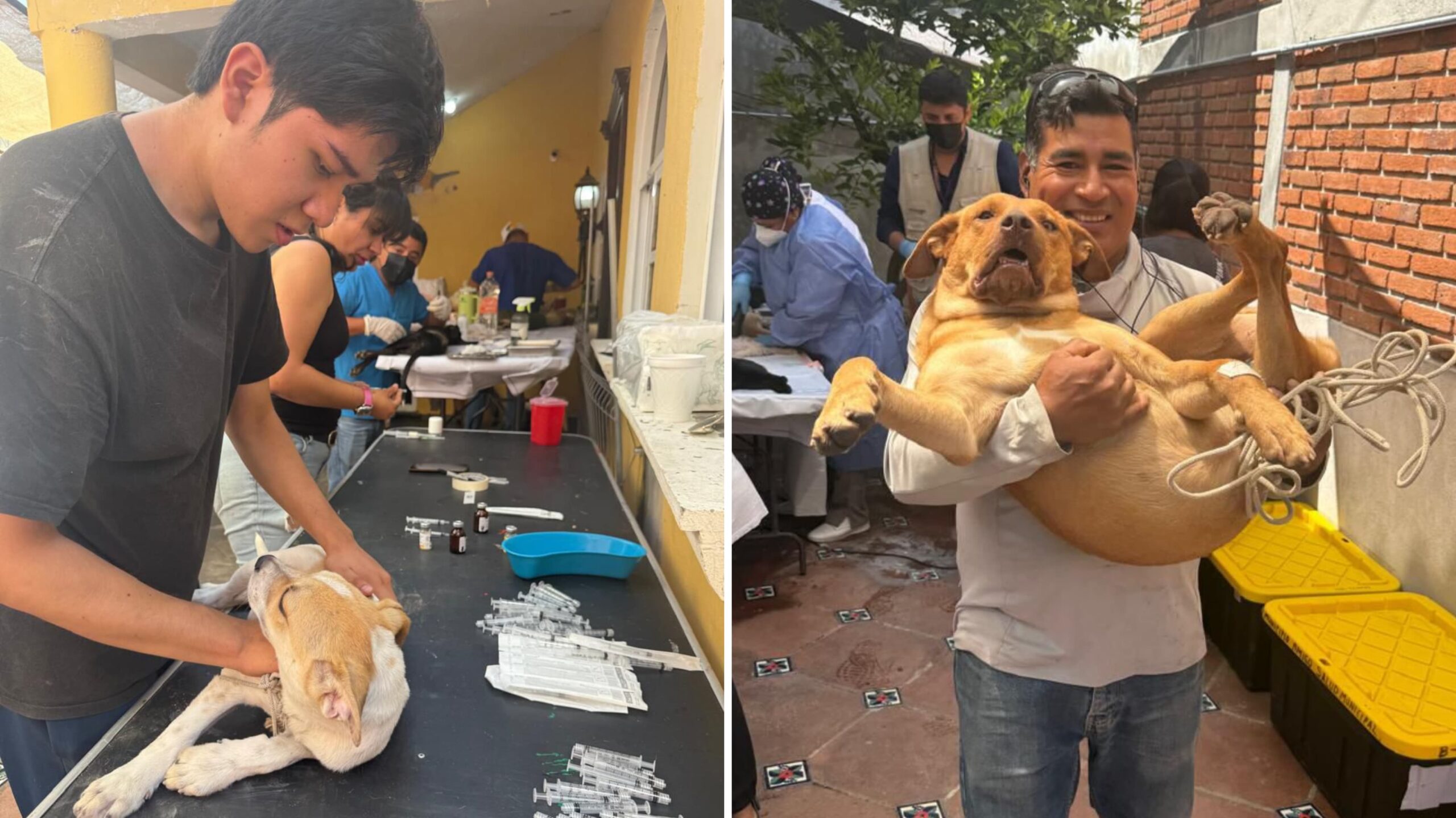 Ayuntamiento de Cuautla realiza jornada de esterilización gratuita