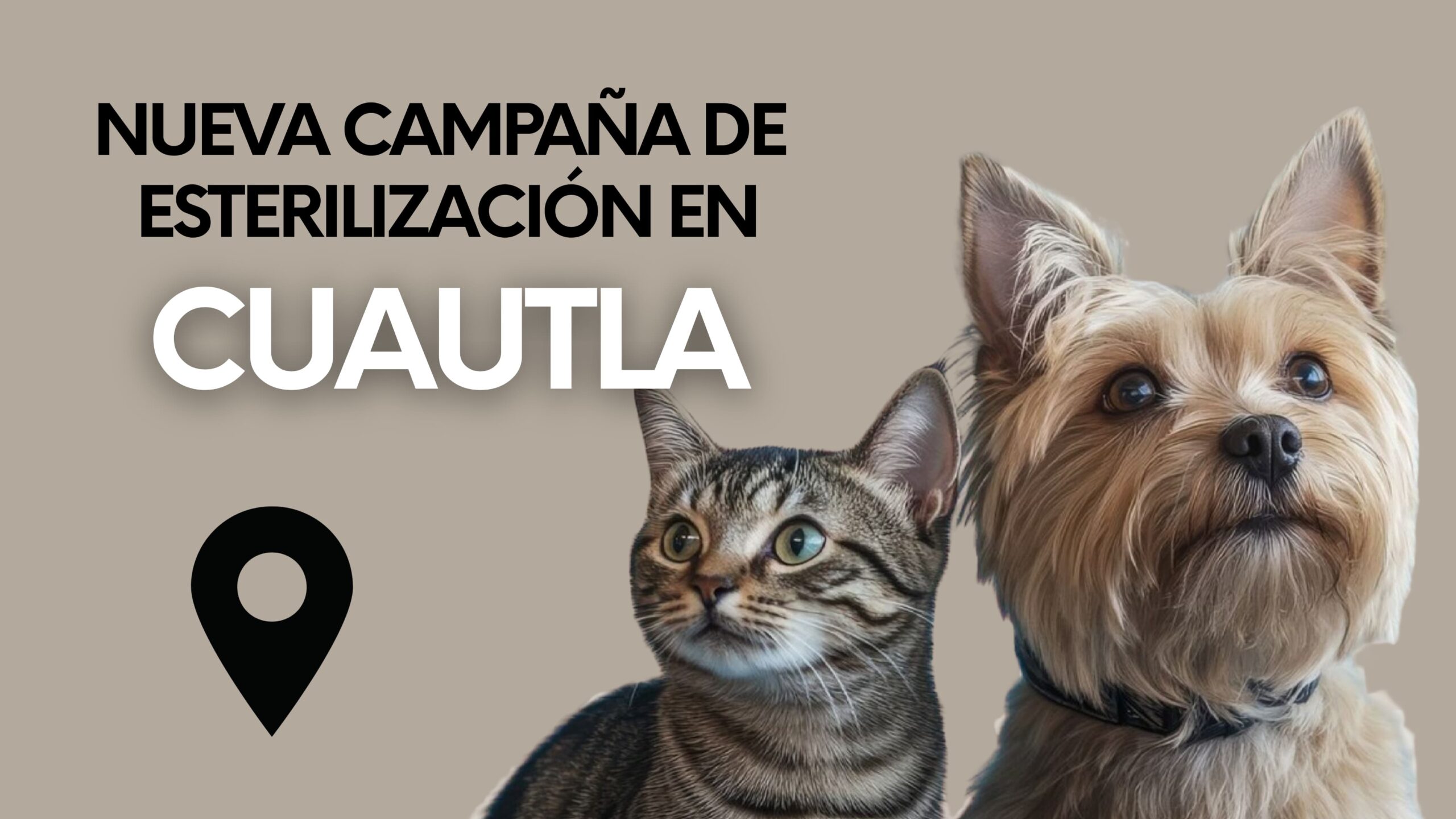 Habrá  jornada de esterilización canina y felina en Cuautla