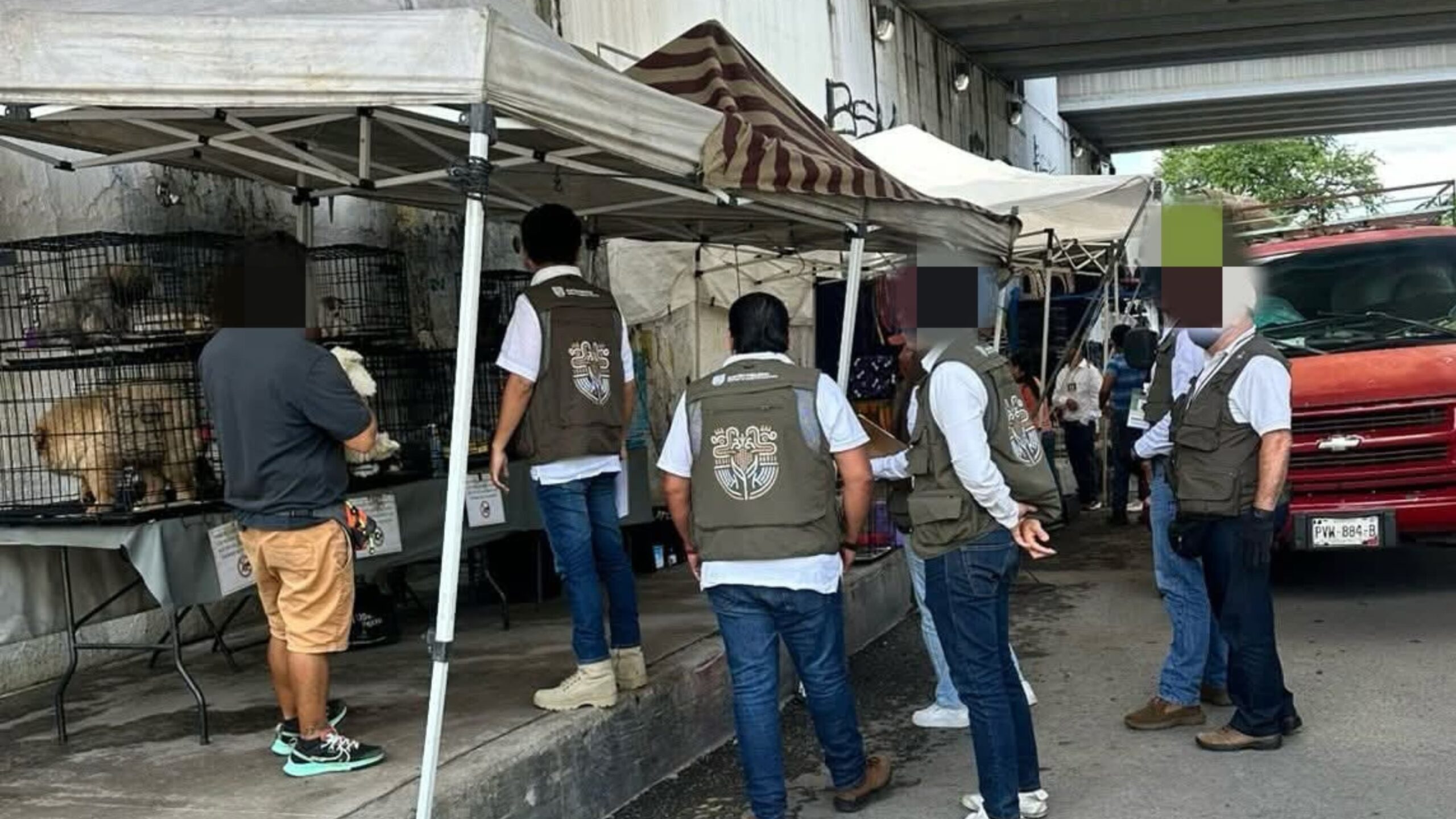 Aseguran cachorros en Cuautla por venta ilegal y maltrato animal