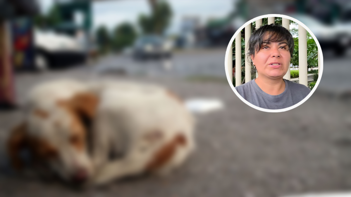 Existen 10 casos de maltrato animal en Cuautla, ninguno ha sido judicializado