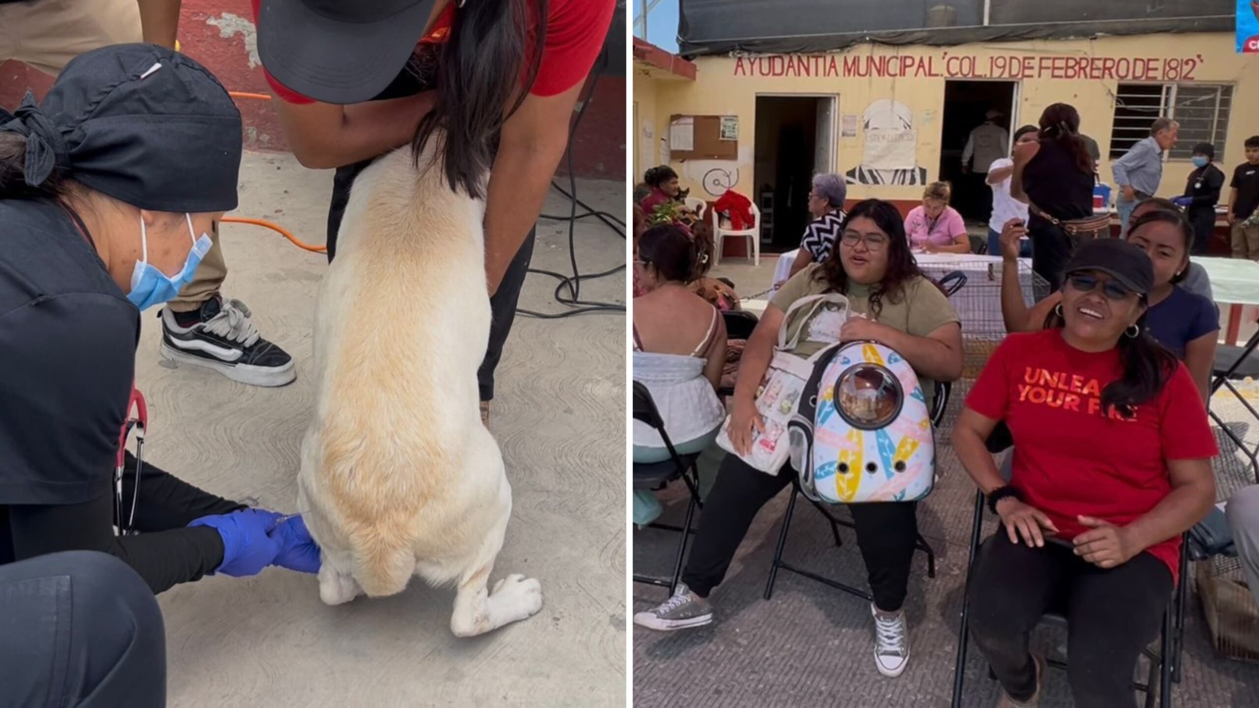 Continúan jornadas de esterilización canina y felina en Cuautla