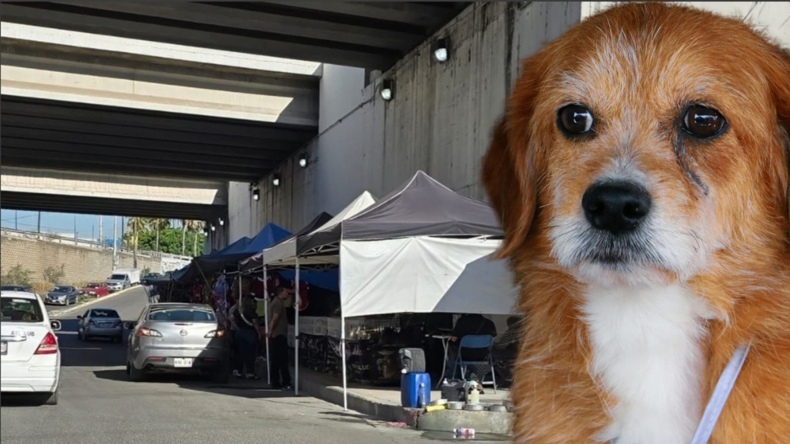 Piden defensores de animales el retiro de vendedores de perros de plaza Los Atrios