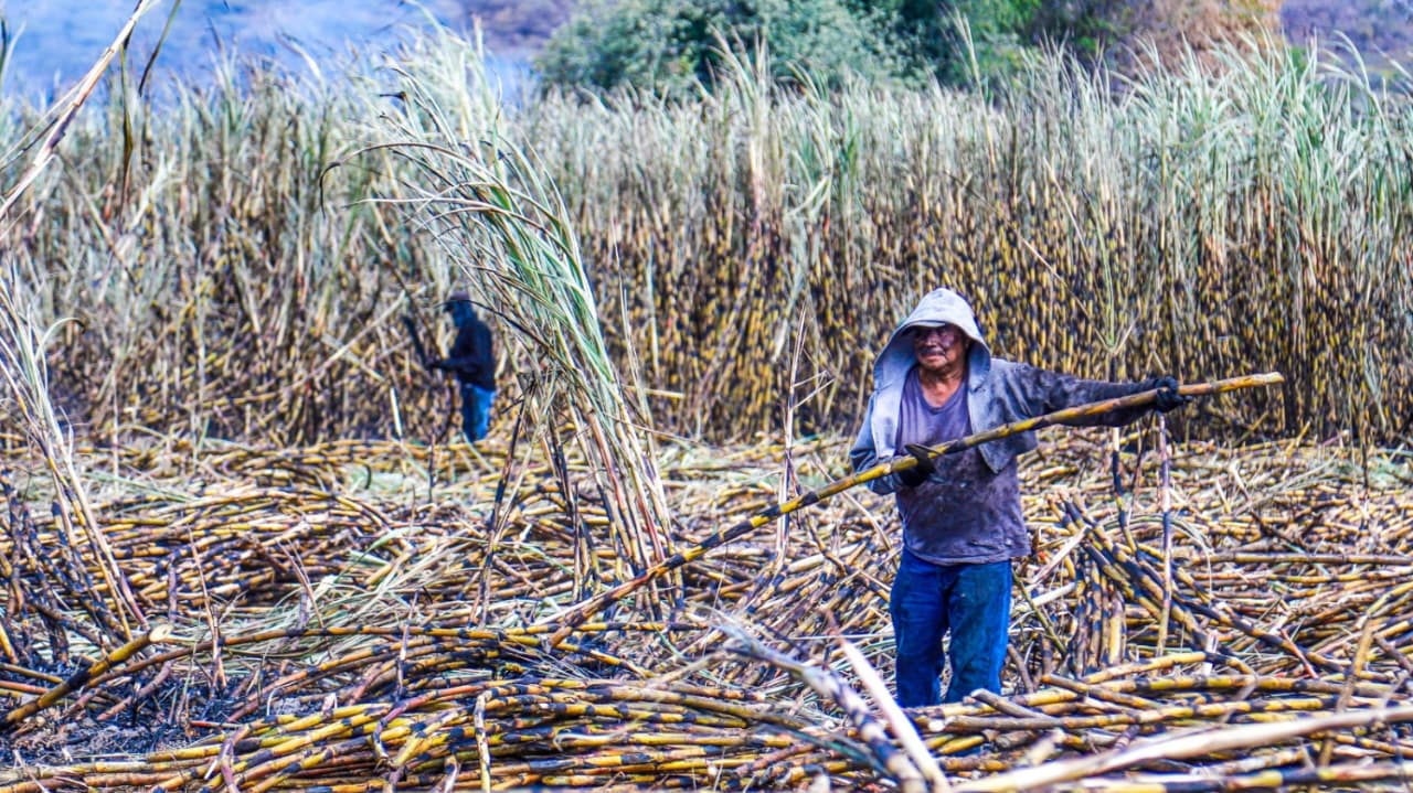 Destaca Morelos a nivel nacional por su industria cañera