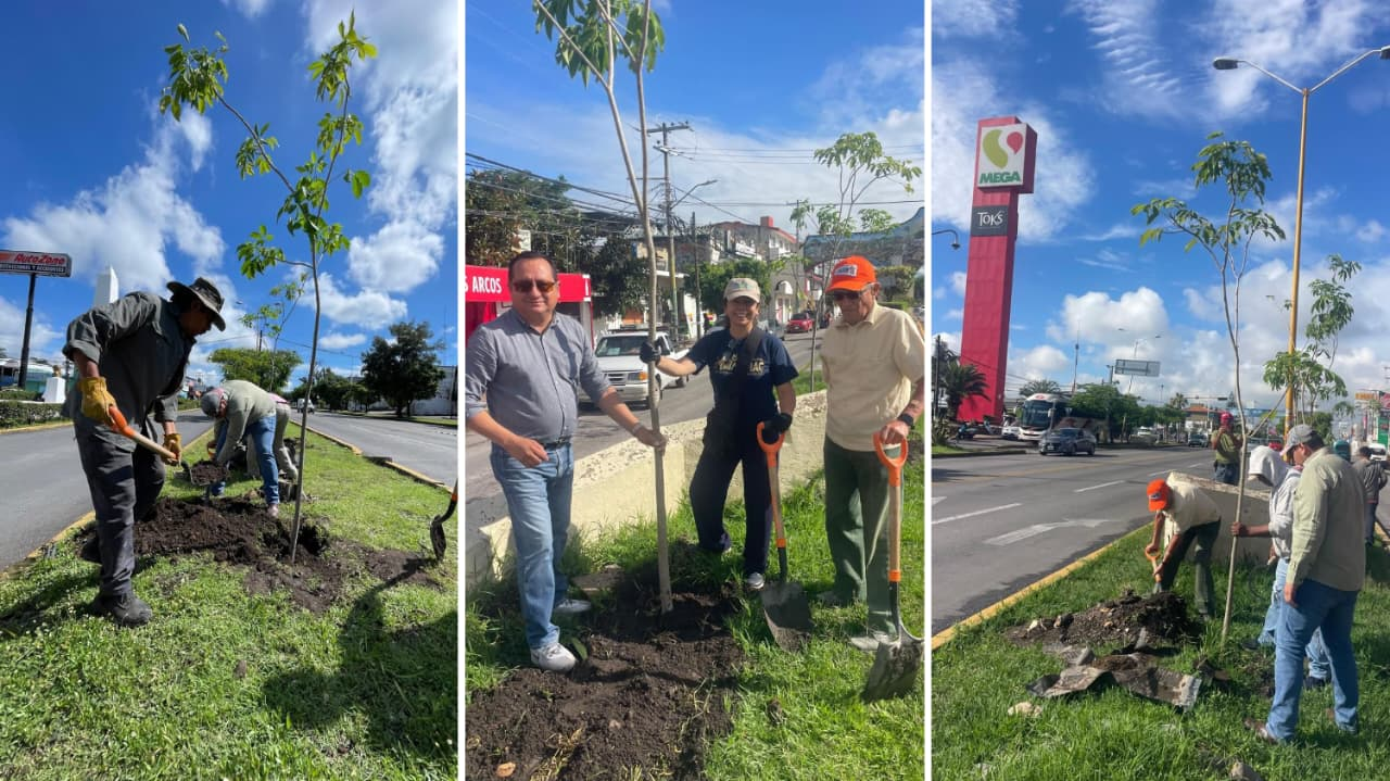 Arborizan avenida Reforma con 40 guayacanes amarillos