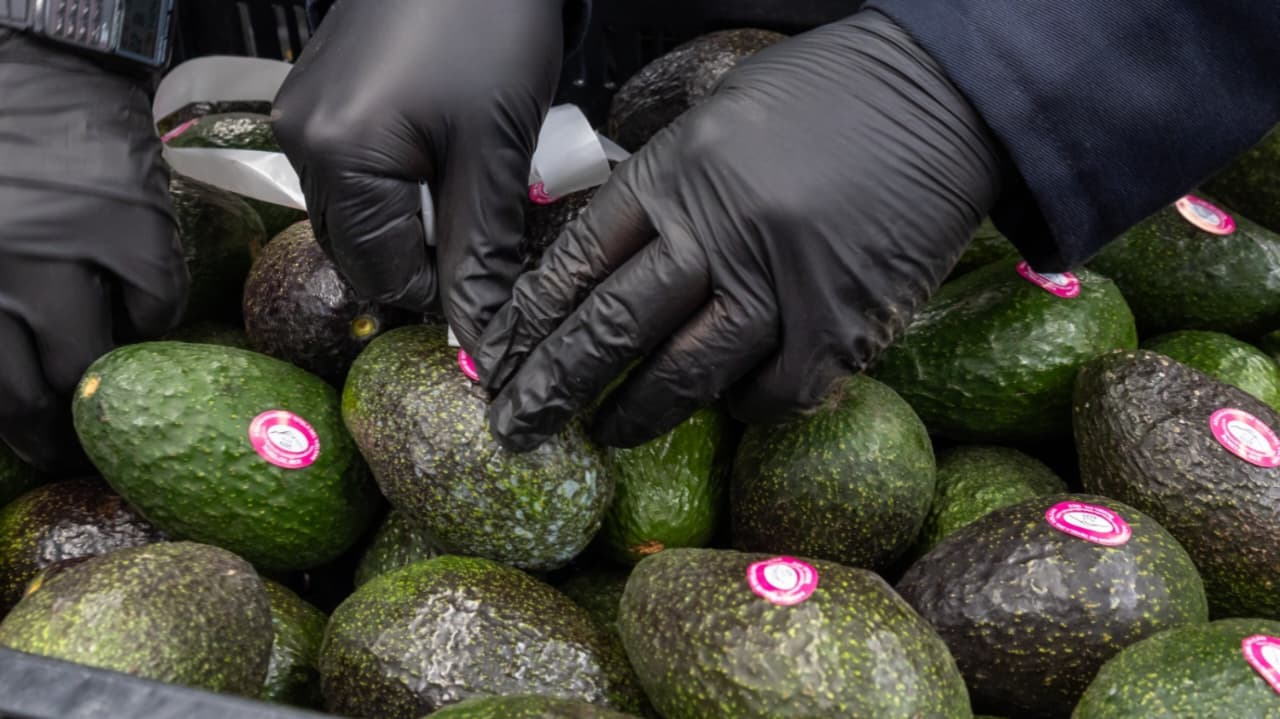 Productores morelenses de frutas buscan expandirse en Europa