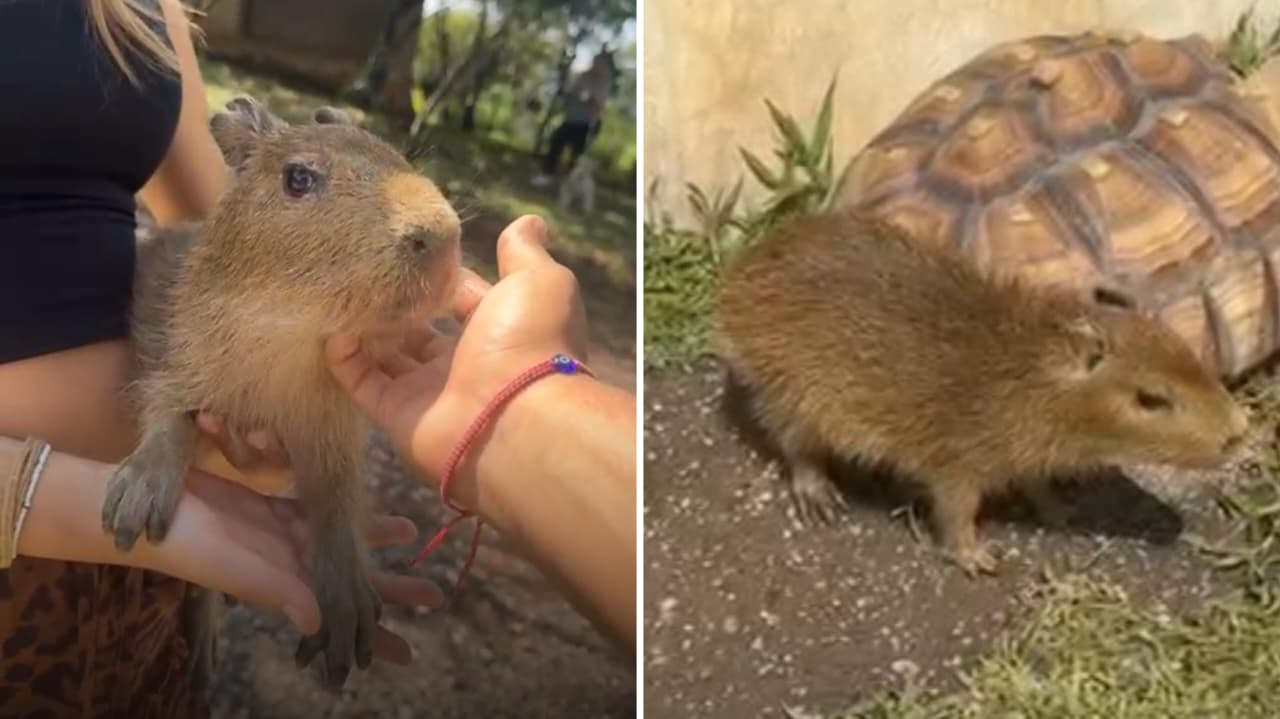 Llegó el primer capibara al parque ecoturístico El Cristo del Mirador