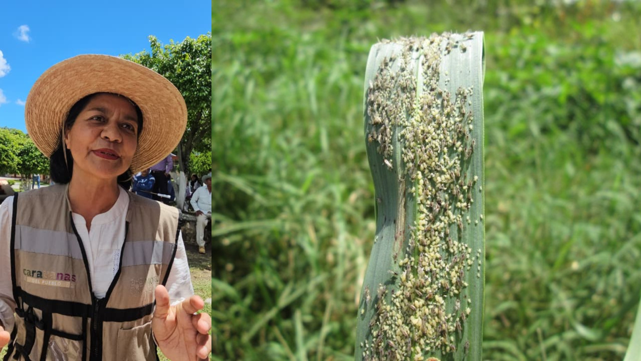 Sedagro sin reporte de plagas en cultivos de Morelos