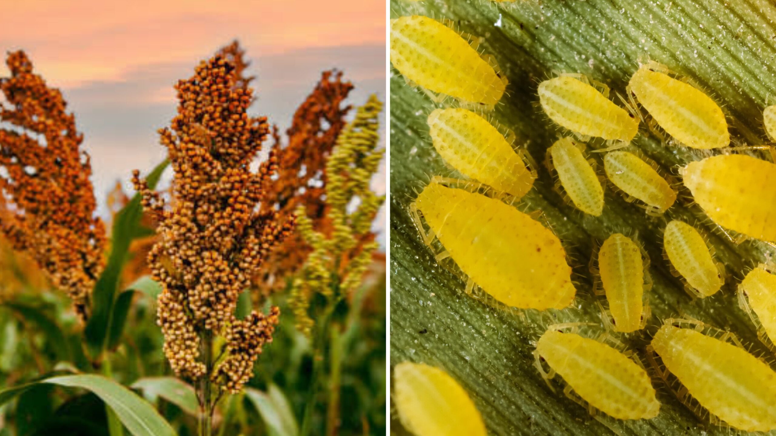 Cuautla ya presenta plaga de pulgón amarillo