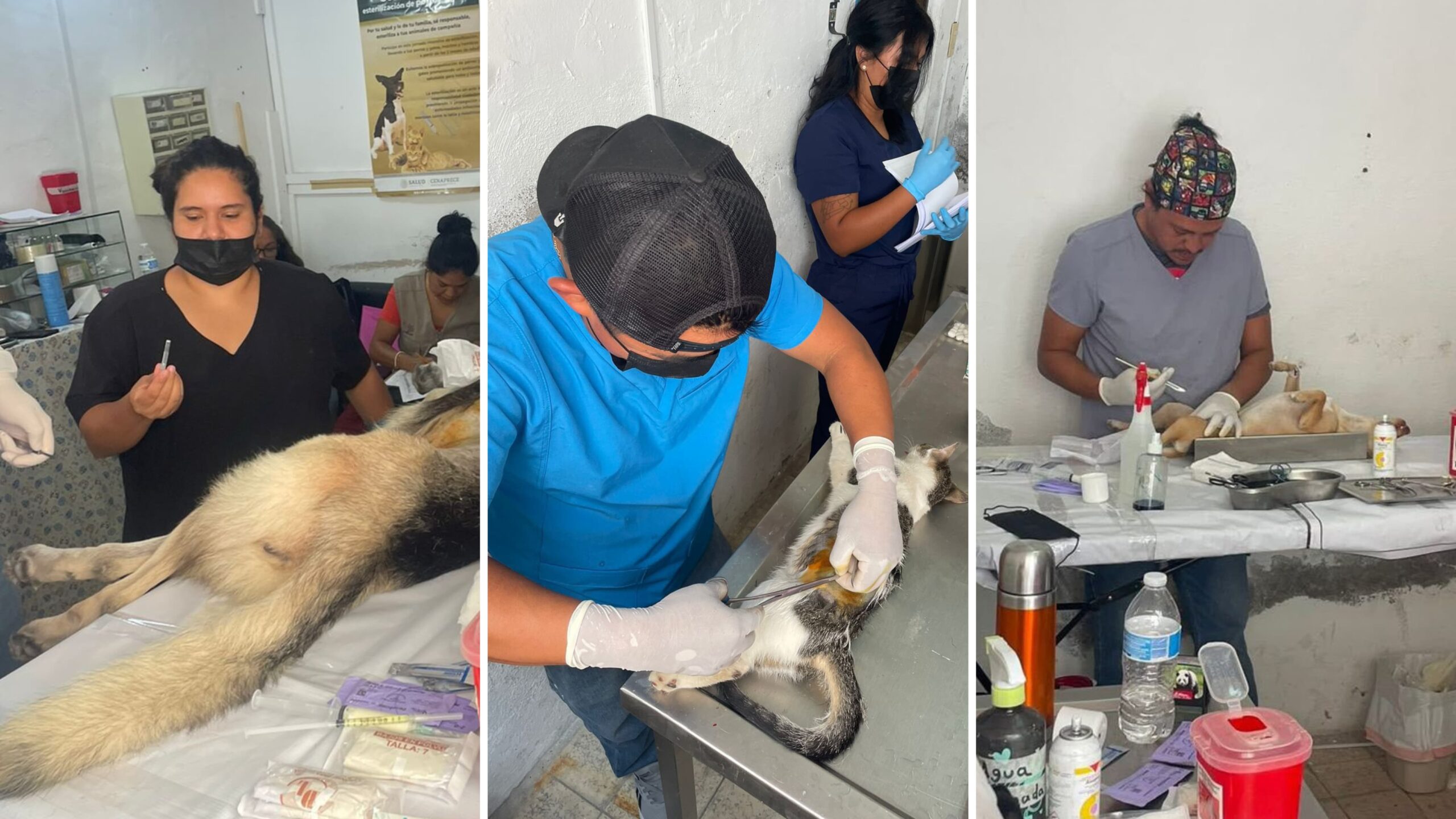 Continúa campaña de esterilización de mascotas en Cuautla