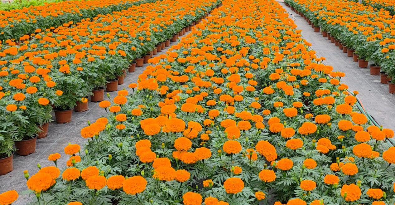 Comienza la producción de cempasúchil en Cuautla para el Día de Muertos