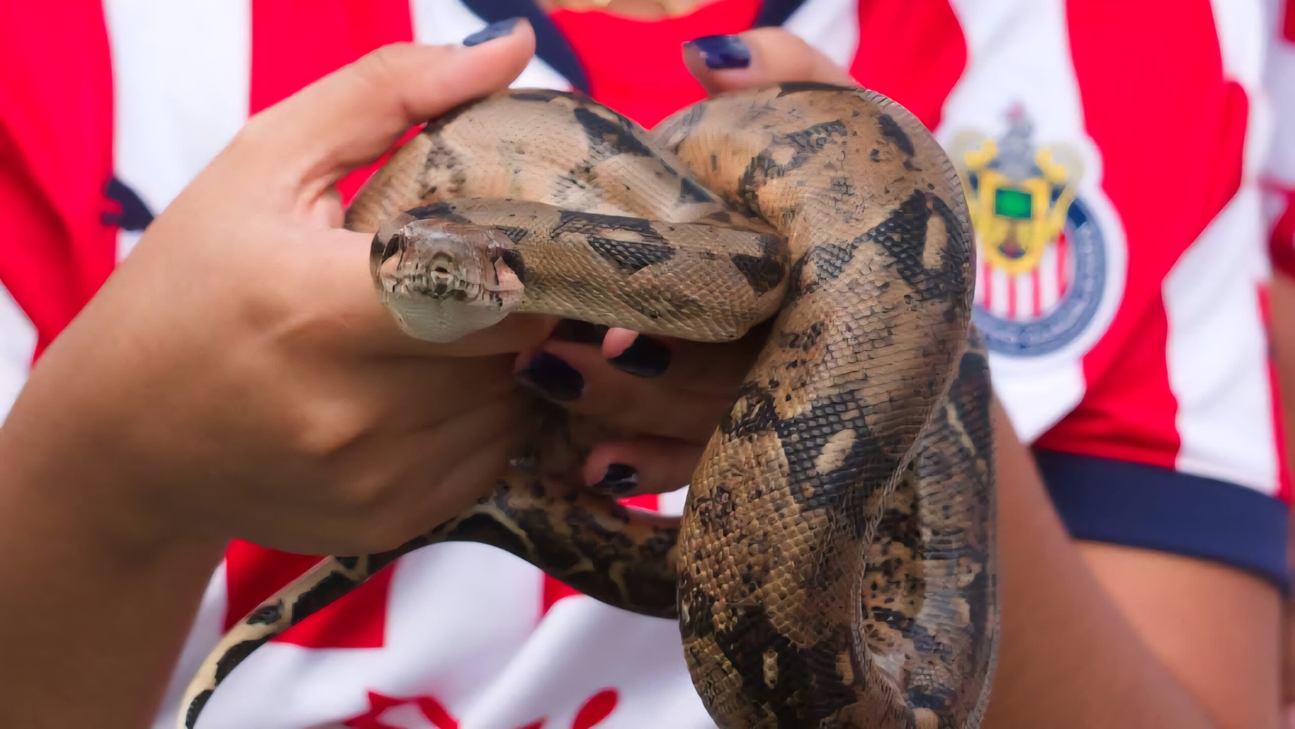 Buscan conservación de serpientes de Morelos