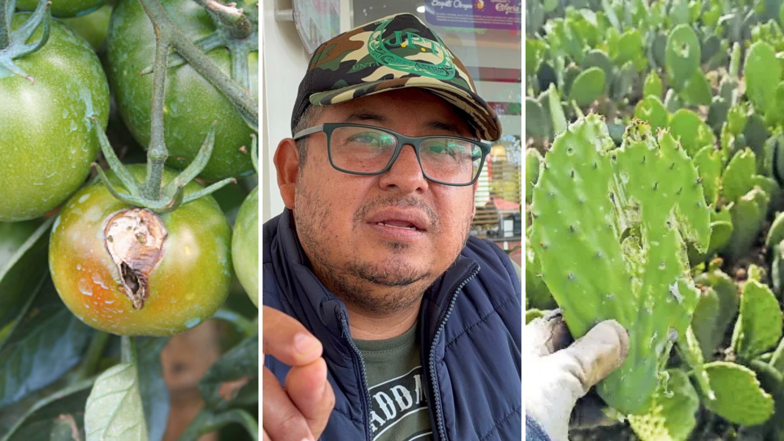 Lluvias encarcen productos del campo