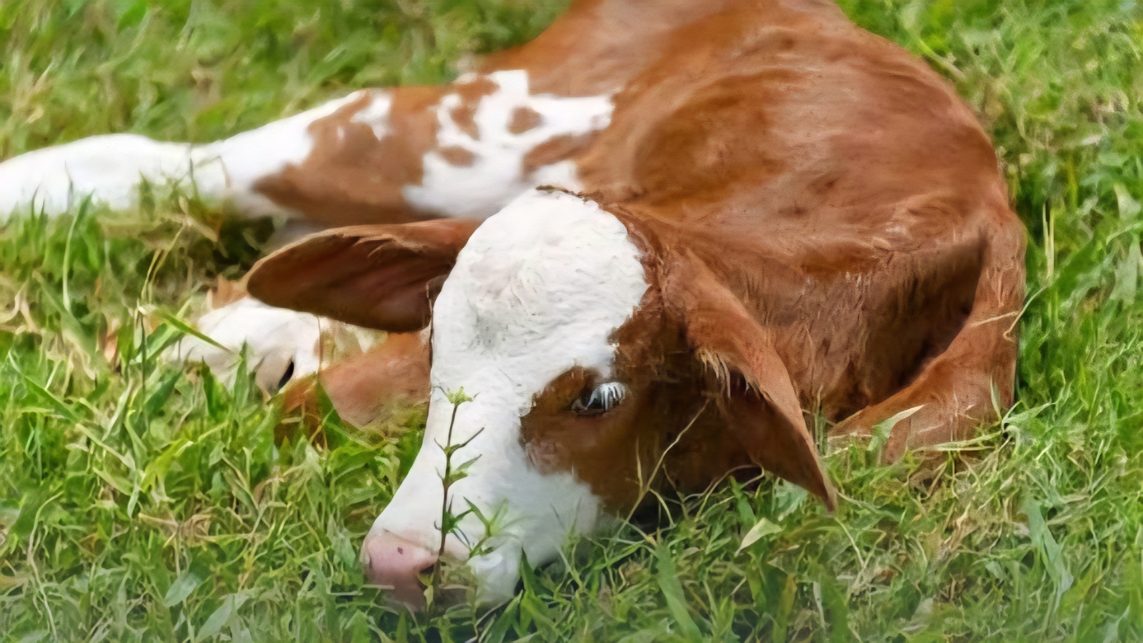 Sin casos de brucelosis y tuberculosis en ganado de Cuautla