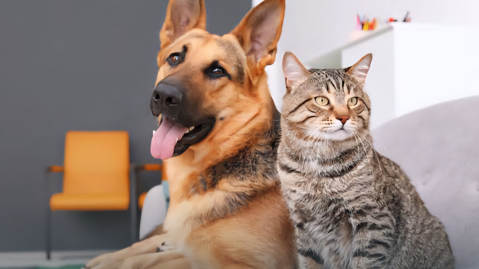 Impulsa Gobierno de Morelos bienestar animal con el Registro Único de Mascotas