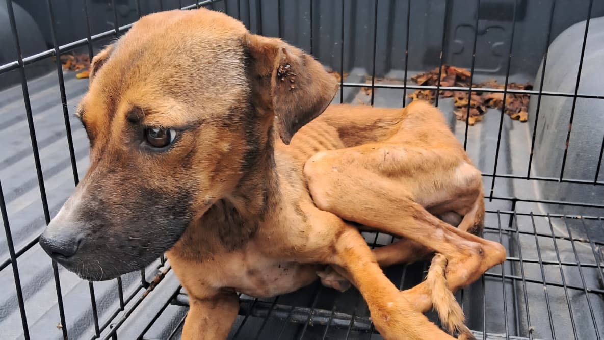 Rescatan en Ayala a canino víctima de maltrato animal