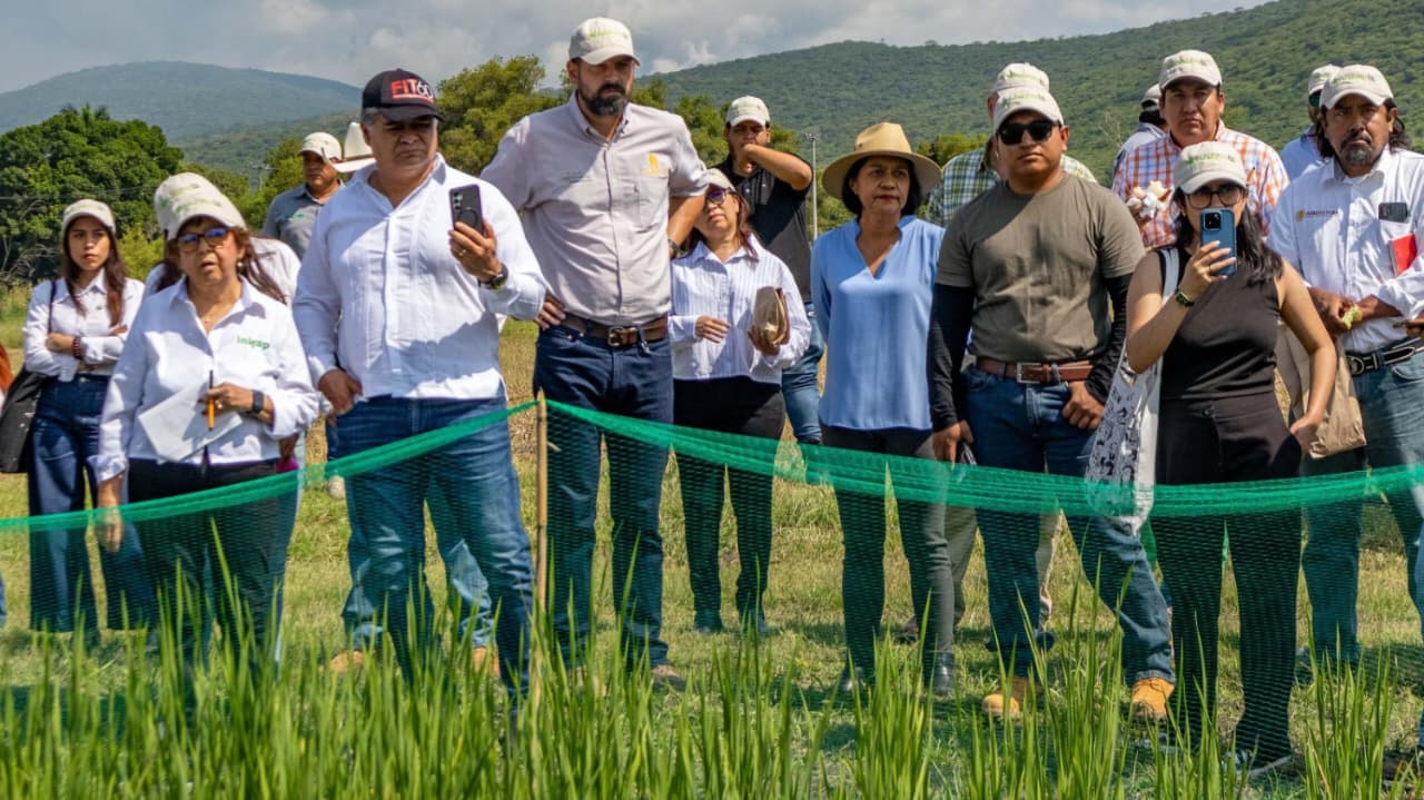 Morelos se suma a la autosuficiencia alimentaria con investigación sobre el arroz
