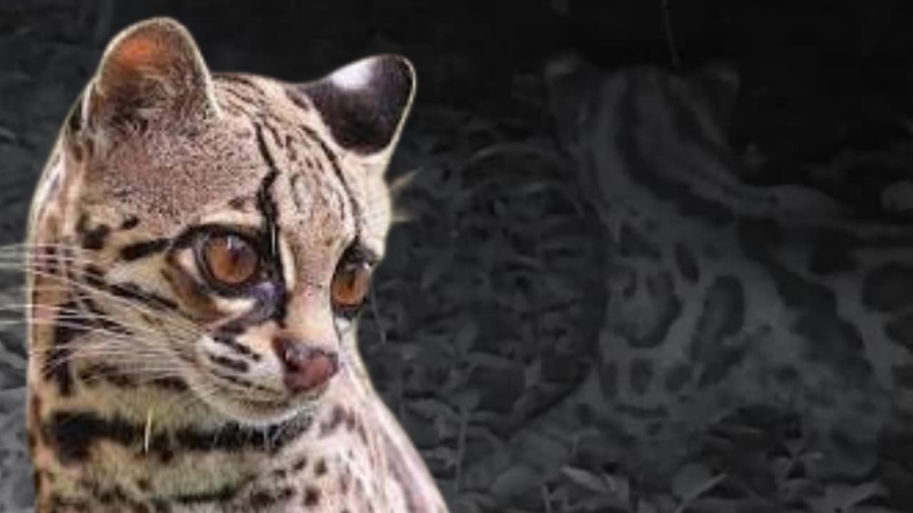 Confirman presencia de un Margay en reserva de Sierra Montenegro