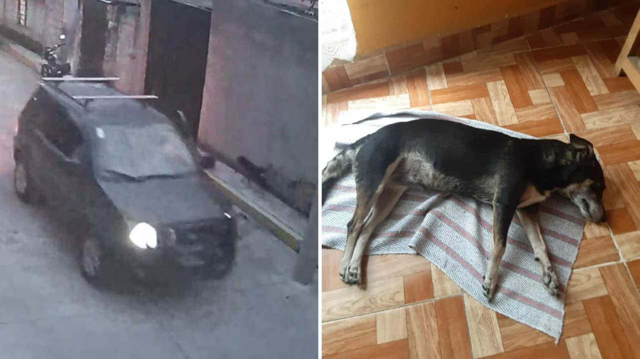 Perrita muere envenenada en la colonia Vicente Guerrero en Cuautla