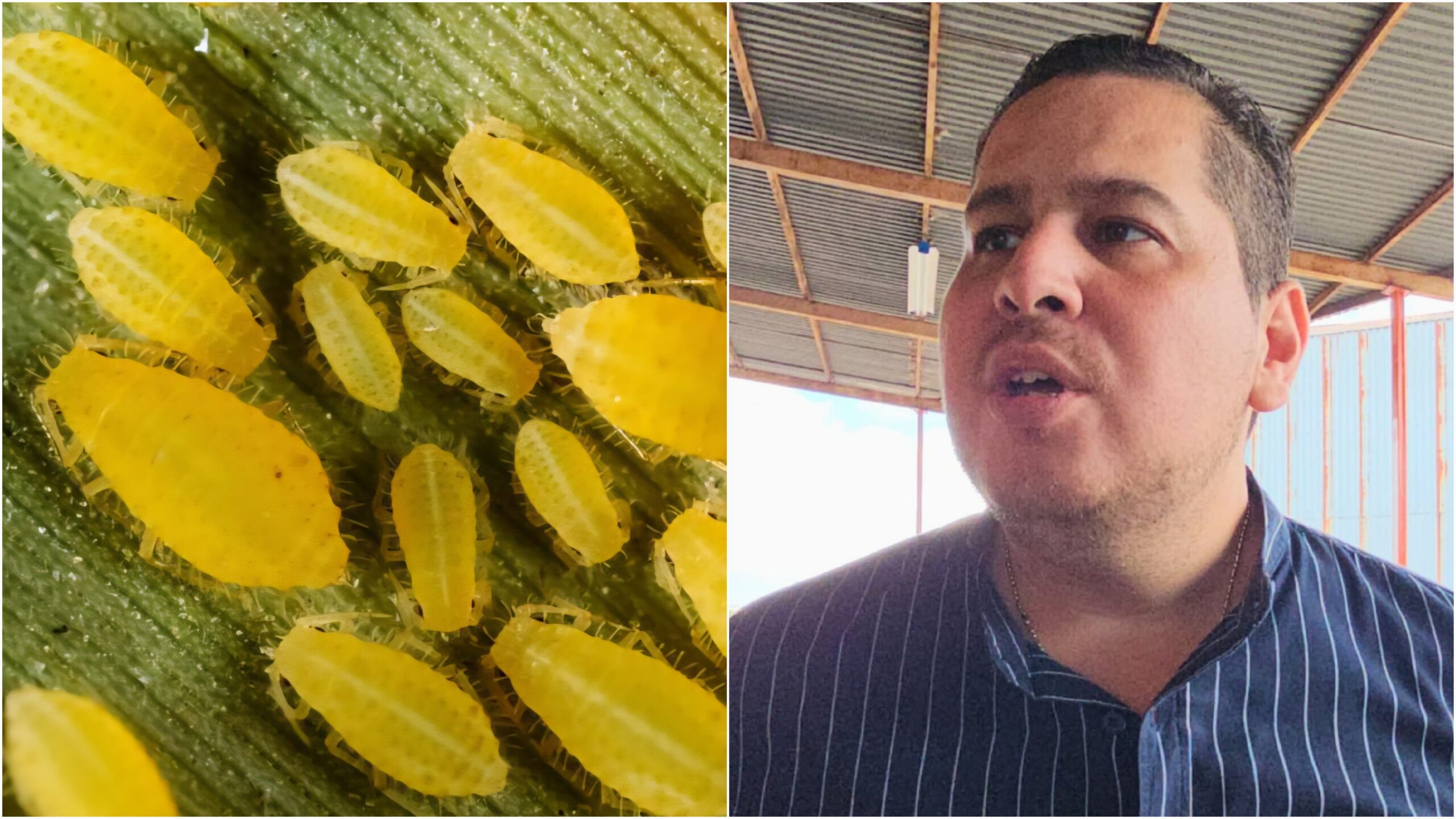 Suman 16 productores afectados por pulgón amarillo en Tetelcingo