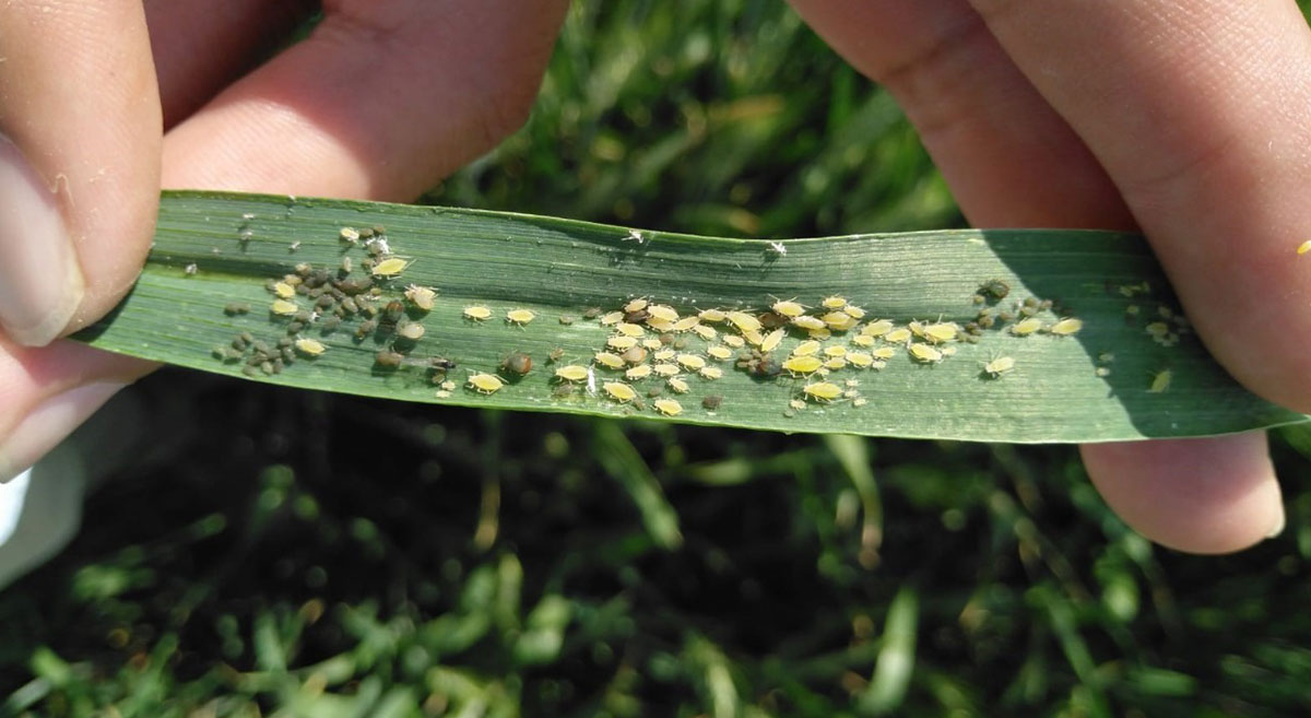 CNC pide apoyo al estado para evitar que crezca la plaga de pulgón amarillo