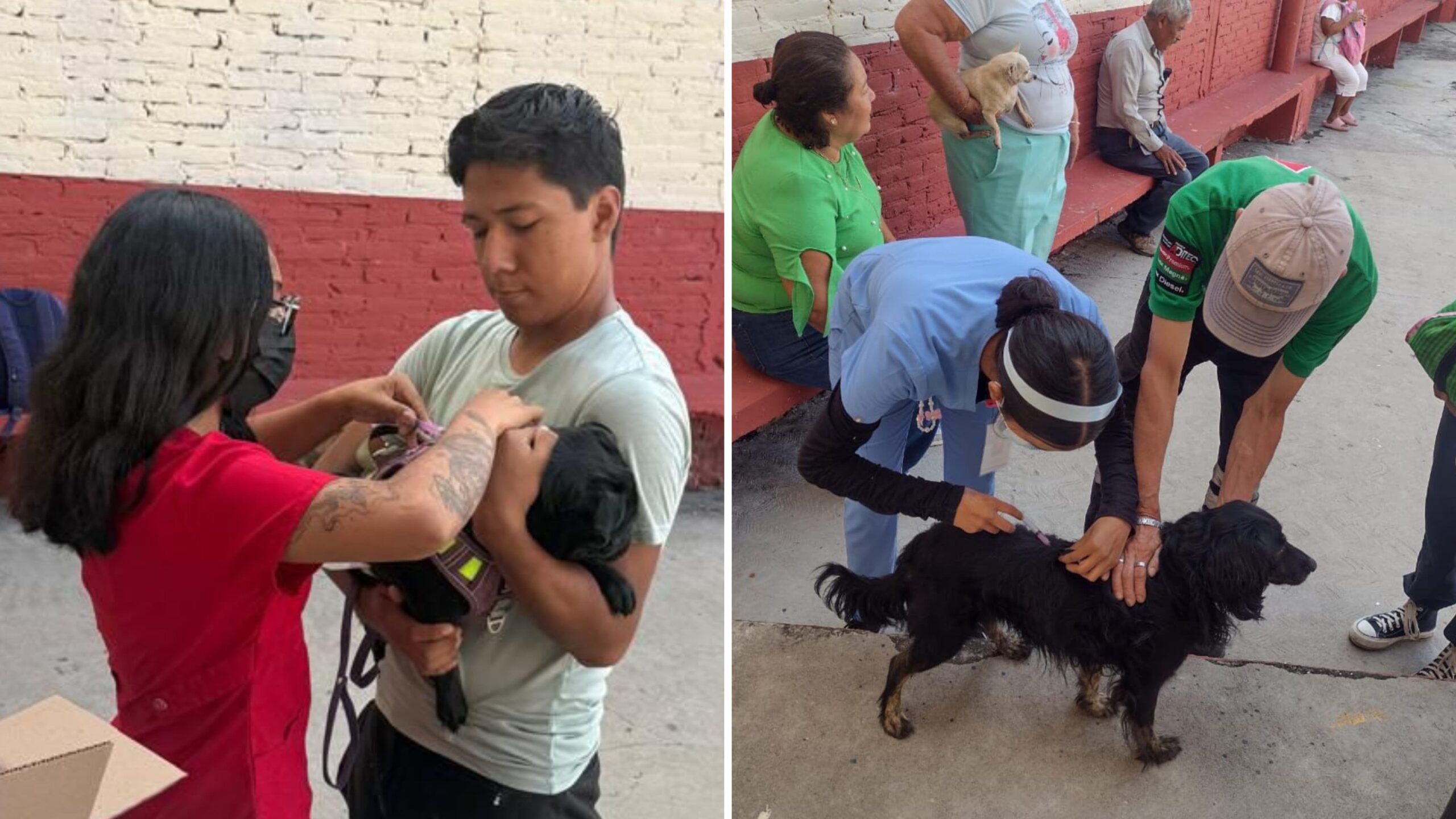 Arranca con Éxito la Campaña Antirrábica en Cuautla