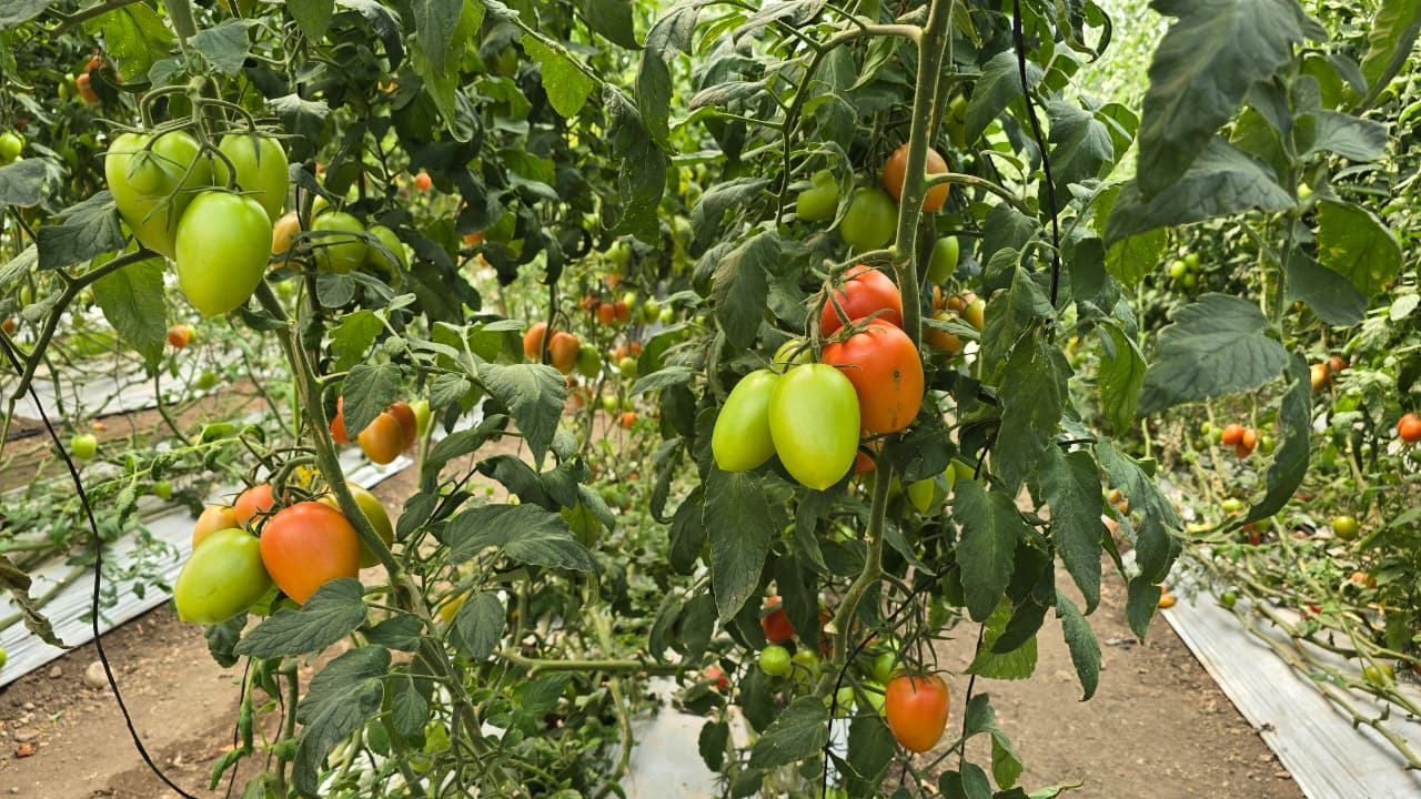 Acusan productores de hortalizas que han sido abandonados por autoridades