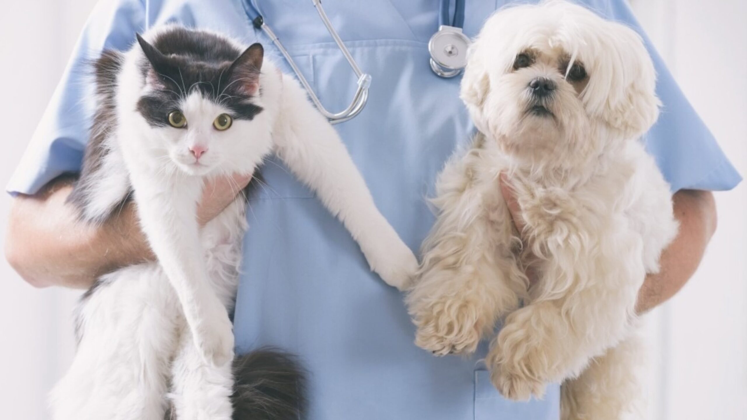 Ayala Anuncia Campaña Gratuita de Esterilización Canina y Felina en Huacatlaco