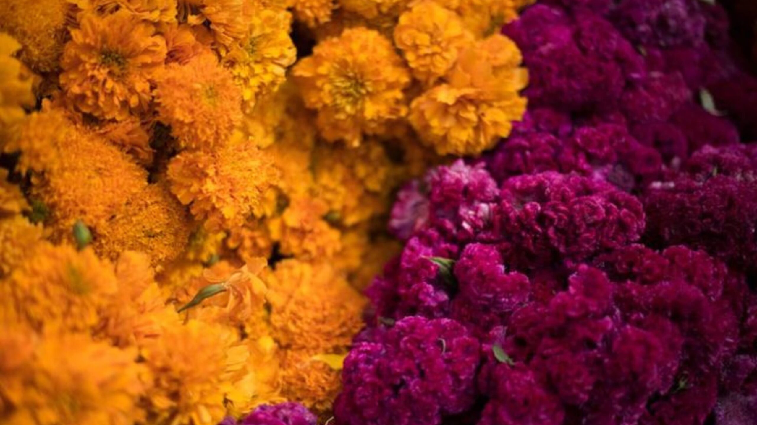 Productores de Cempasúchil y Terciopelo esperan repunte de ventas