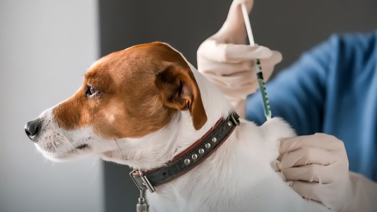 Gran convocatoria ha tenido la Campaña Antirrábica en Cuautla