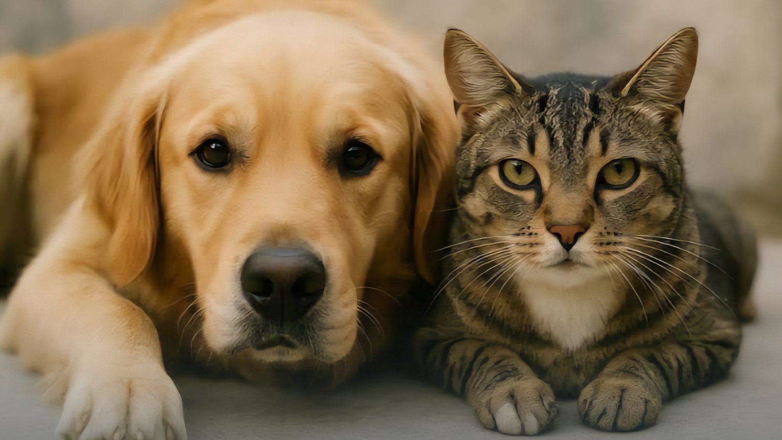 Anuncia Ayuntamiento de Cuautla  jornada de esterilización canina y felina