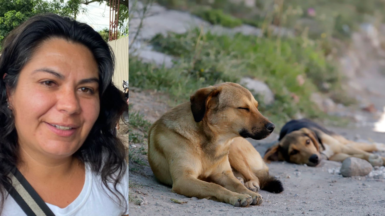 Disminuye número de perros callejeros en Cuautla