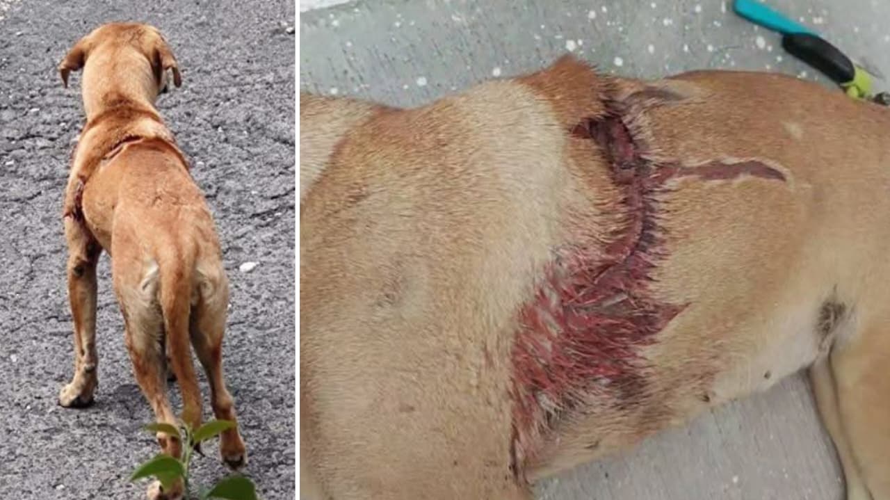 Denuncian maltrato contra perros al interior del Centro Vacacional IMSS Oaxtepec