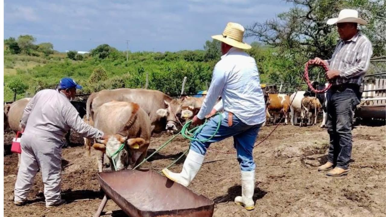 Yecapixtla Lanza Campaña de Vacunación Contra la Rabia Paralítica Bovina