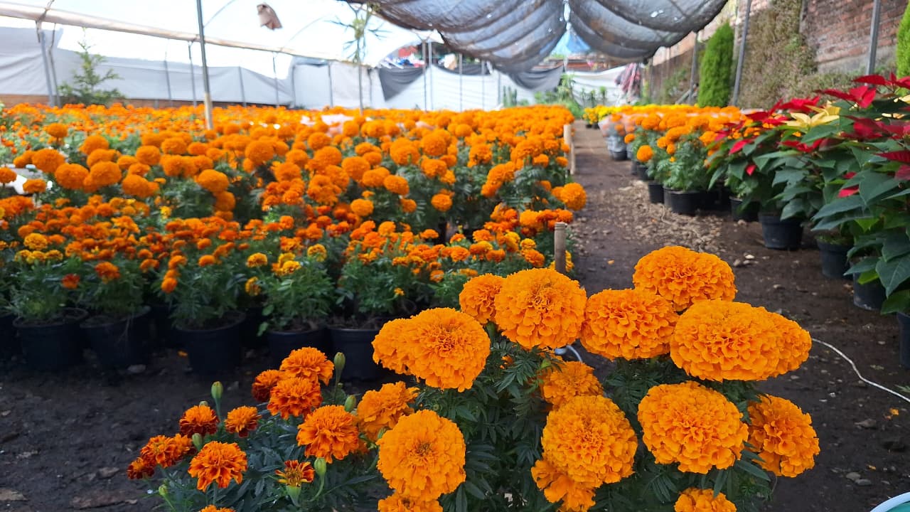 Flor de cempasúchil de Morelos golpeado por competencia desleal