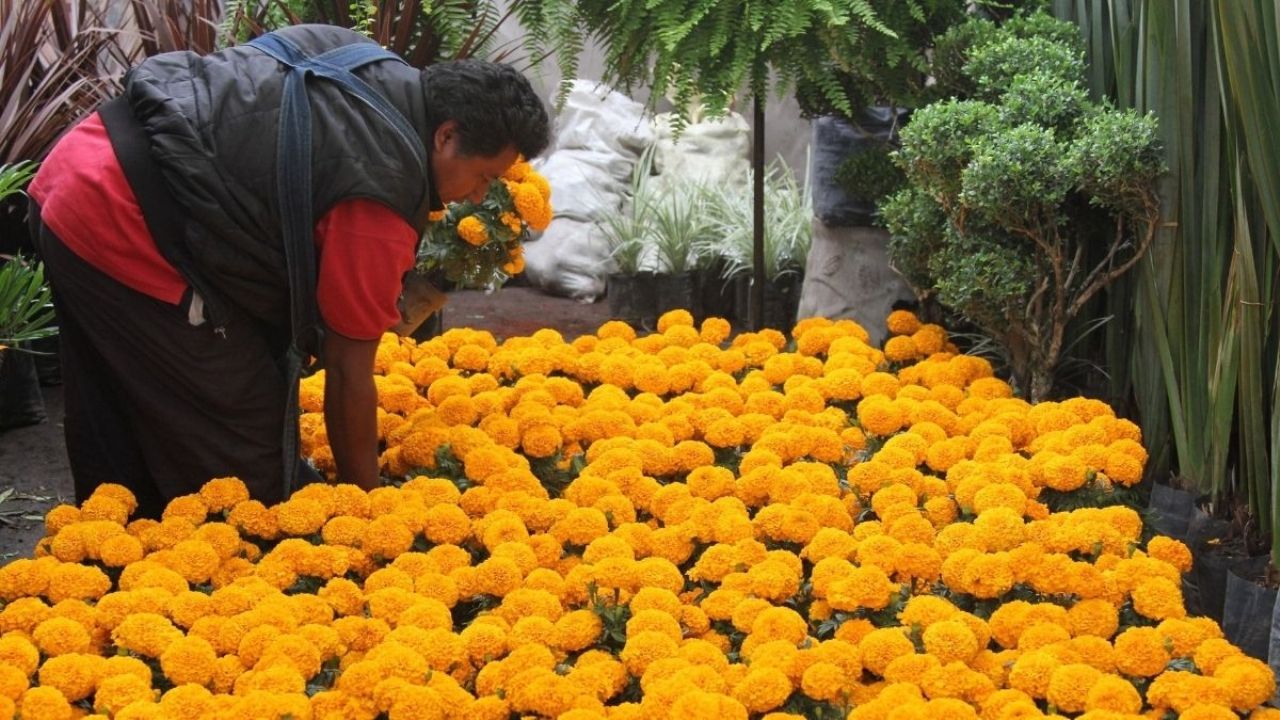 Sin incremento en precios de flores para Día de Muertos en Cuautla