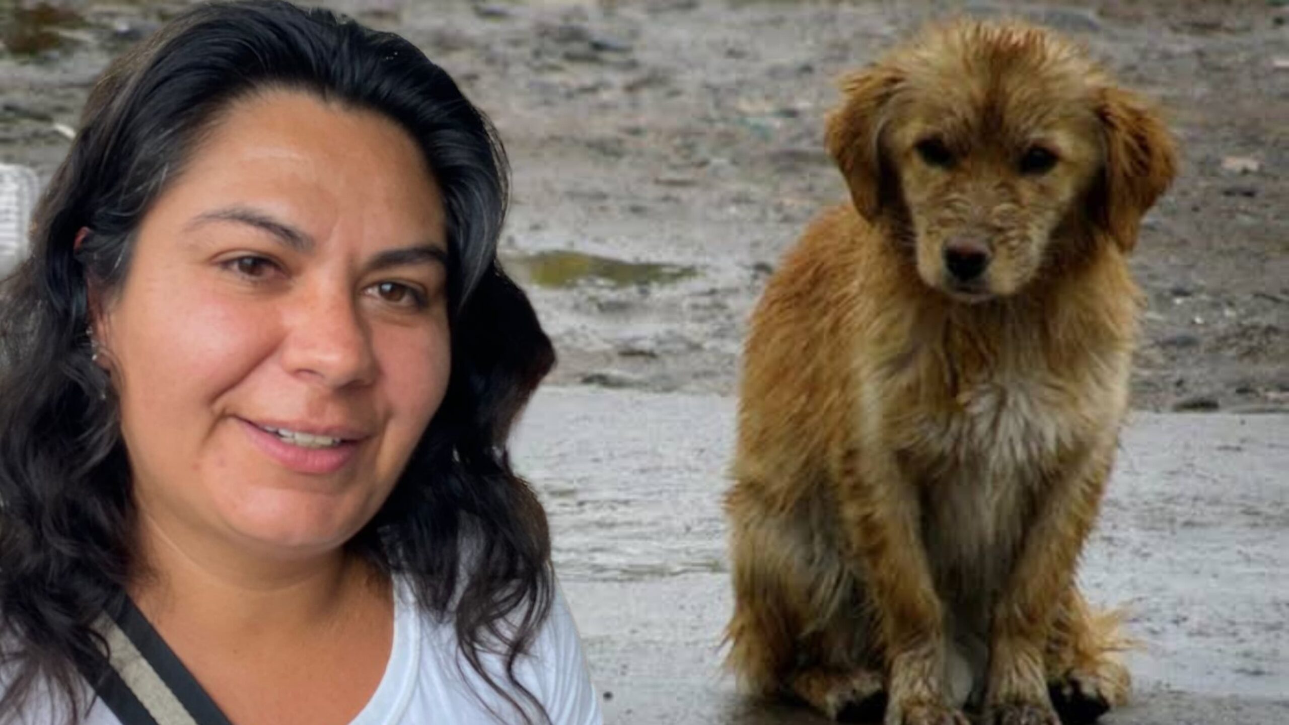 Promueven adopción de animales para eliminar sobrepoblación en refugios