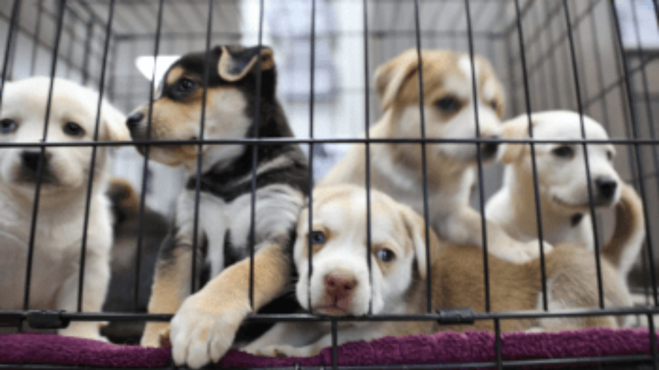 Esperan en Cuautla la publicación del reglamento de mascotas