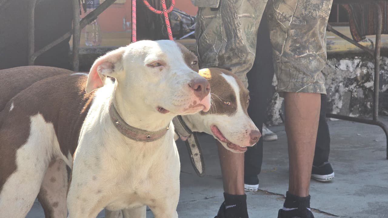 Jornada de Vacunación Antirrábica continúa con gran afluencia en las colonias