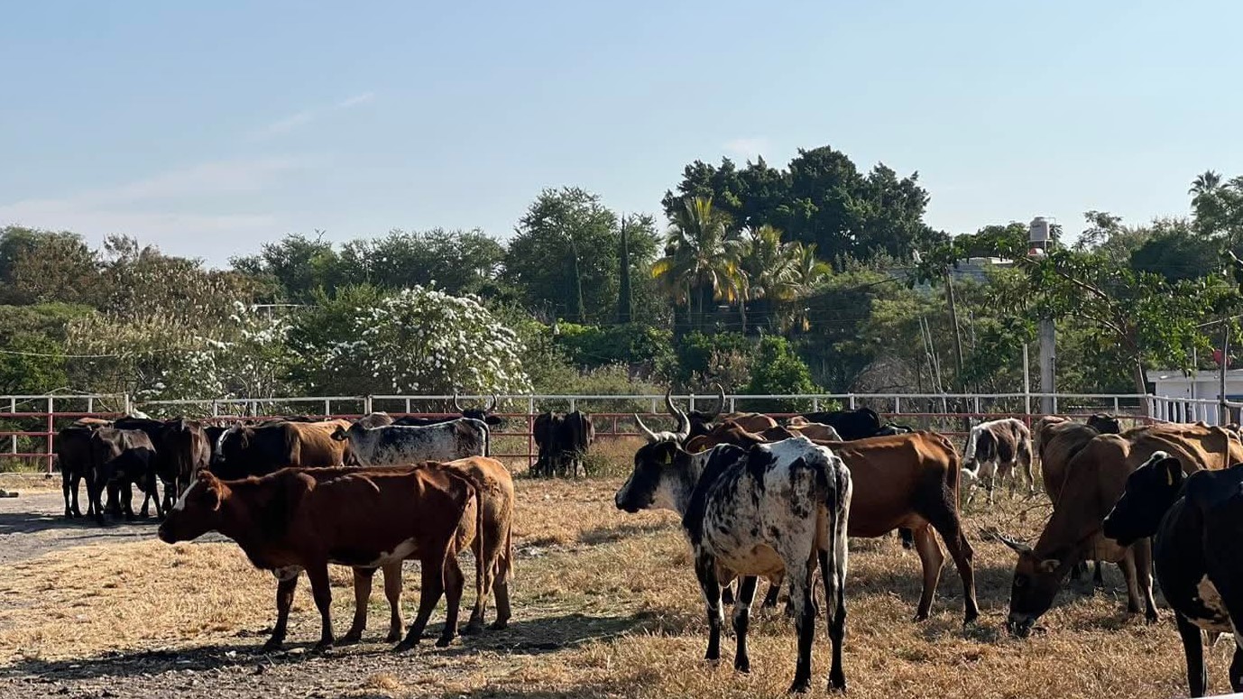 Aplican 700 pruebas de brucelosis y tuberculosis en Jantetelco