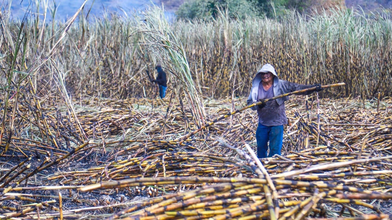 Productores cañeros de Morelos se alistan para el inicio de la zafra 2025