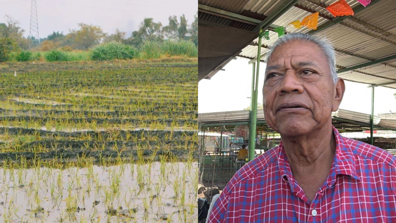 Productores de arroz migran a la caña ante la baja rentabilidad del grano
