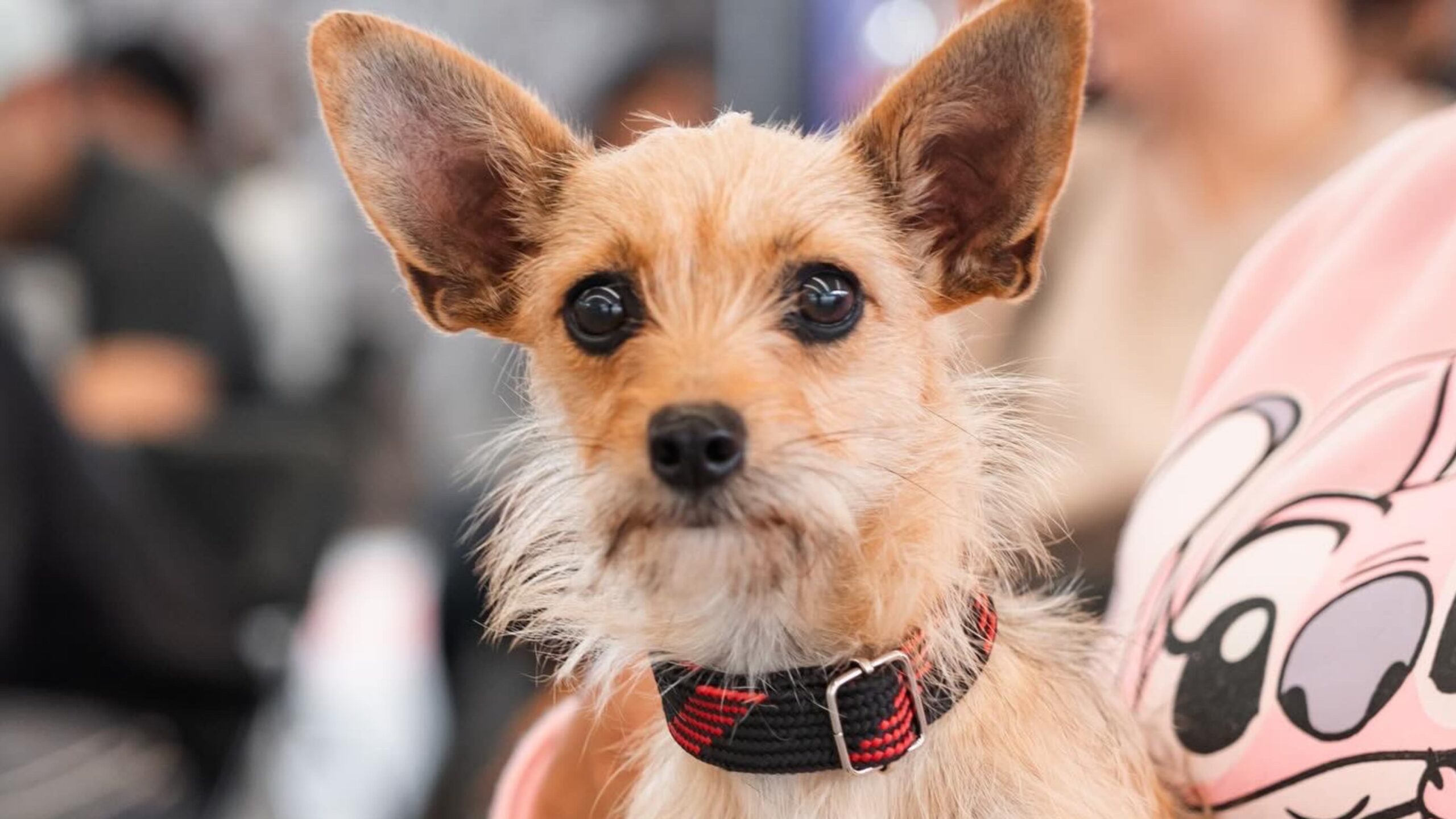 Llaman a no regalar animalitos durante esta temporada navideña