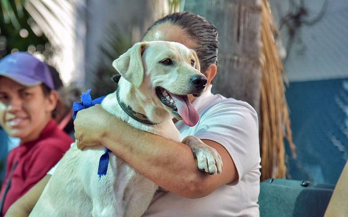 Proyecta Amigos de los Perros esterilizar a 10 mil perros y gatos en 2026