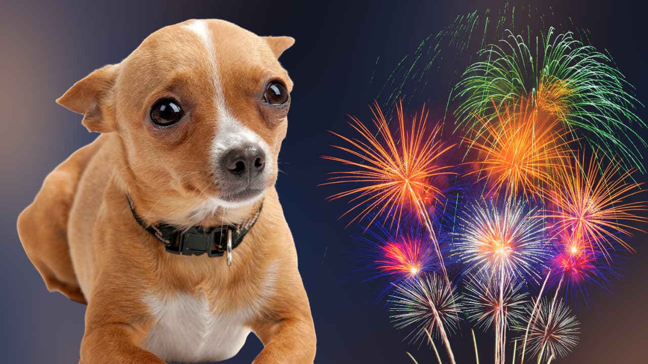 Amigos de los Perros emite recomendaciones para el cuidado de las mascotas en estas fechas