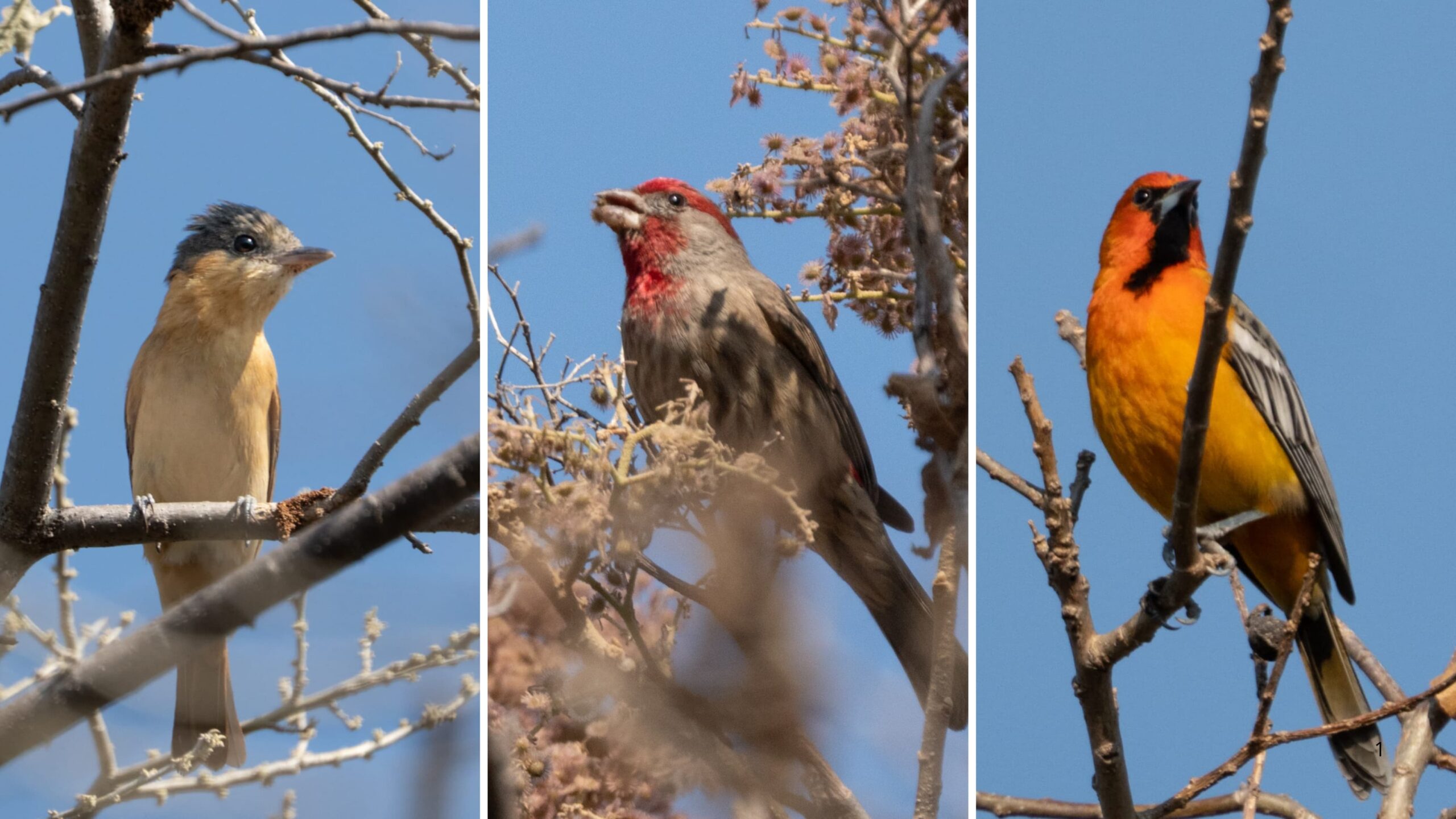 Realizan en Morelos a través de la SDS en conteo navideño de aves