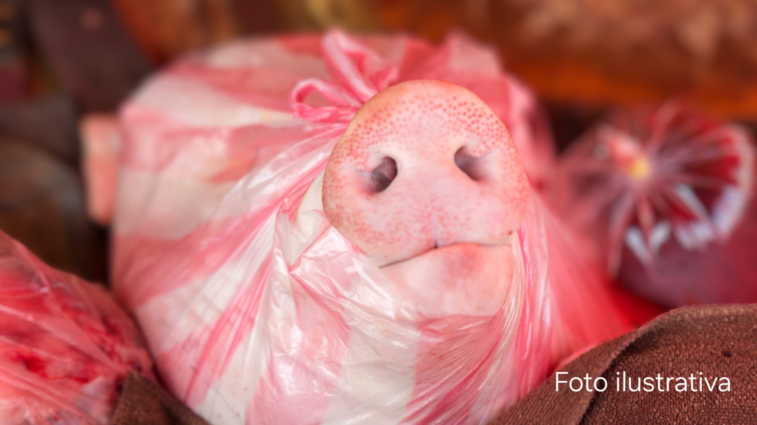 Dejan cabeza de cerdo con un mensaje de extorsión a habitantes de una casa en Cuautla