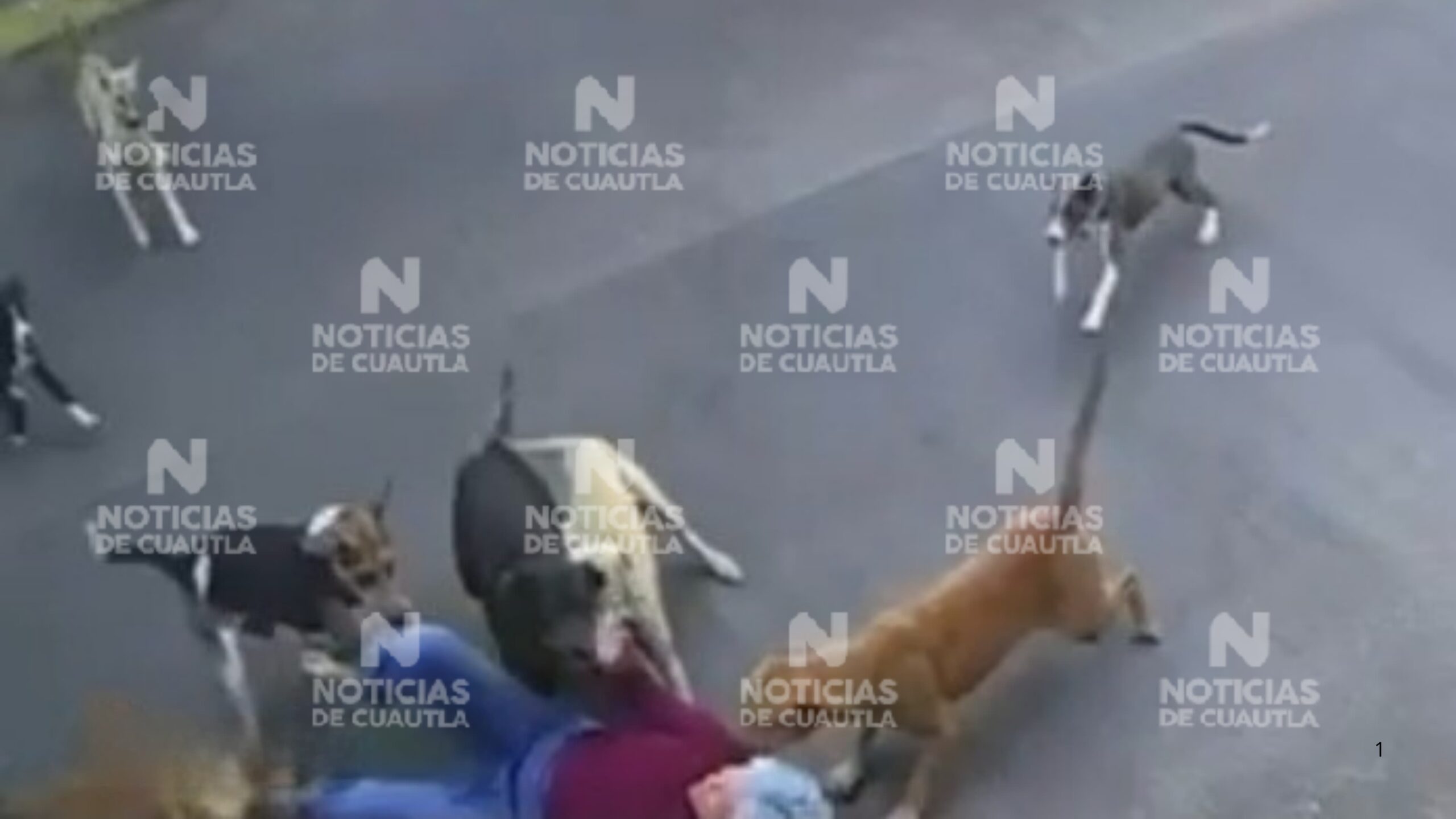 Atienden autoridades ataque de perros a mujer en Cuautlixco