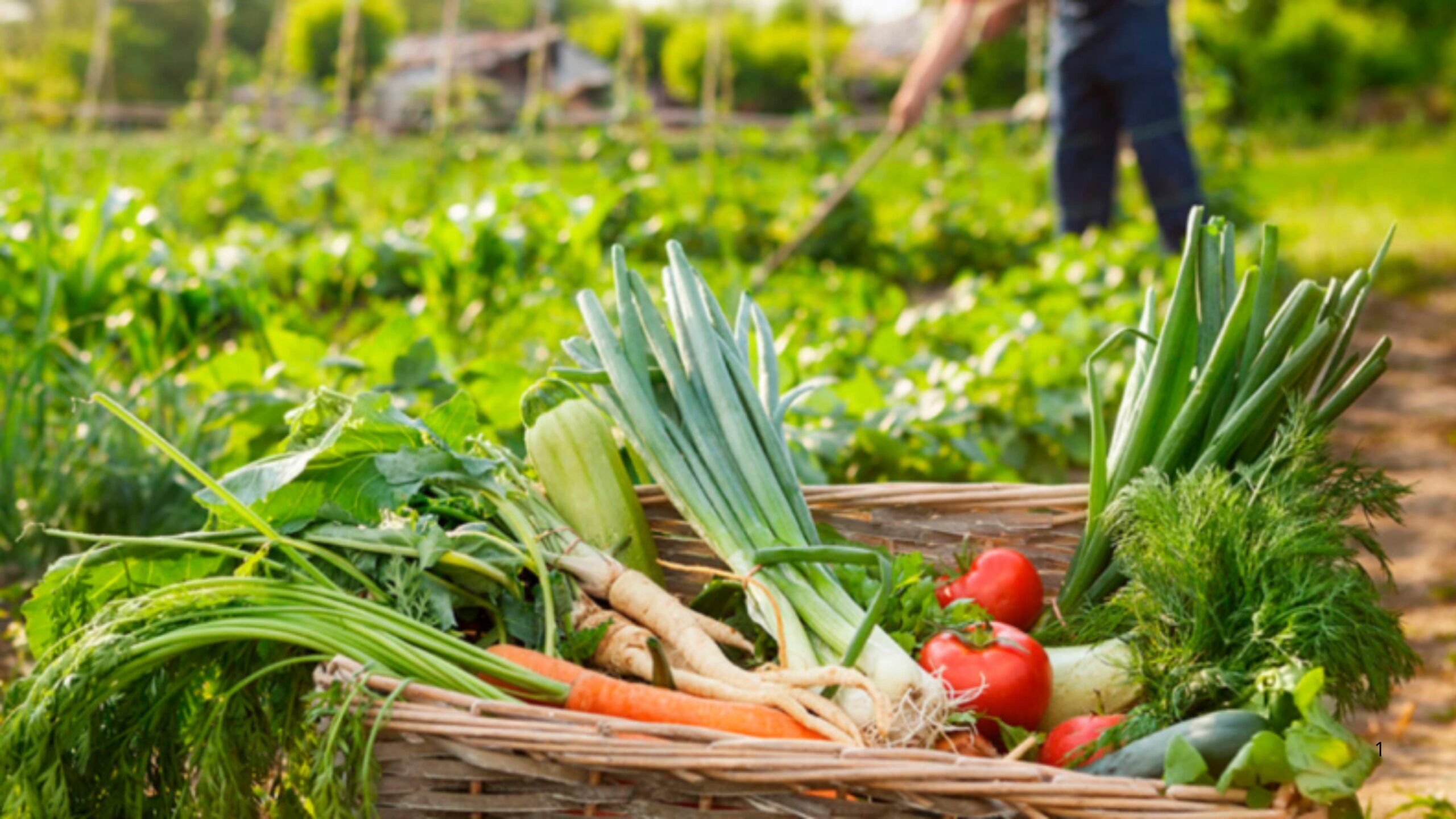 Reanudan venta de productos del campo en la plaza comercial «San Isidro» de Amayuca