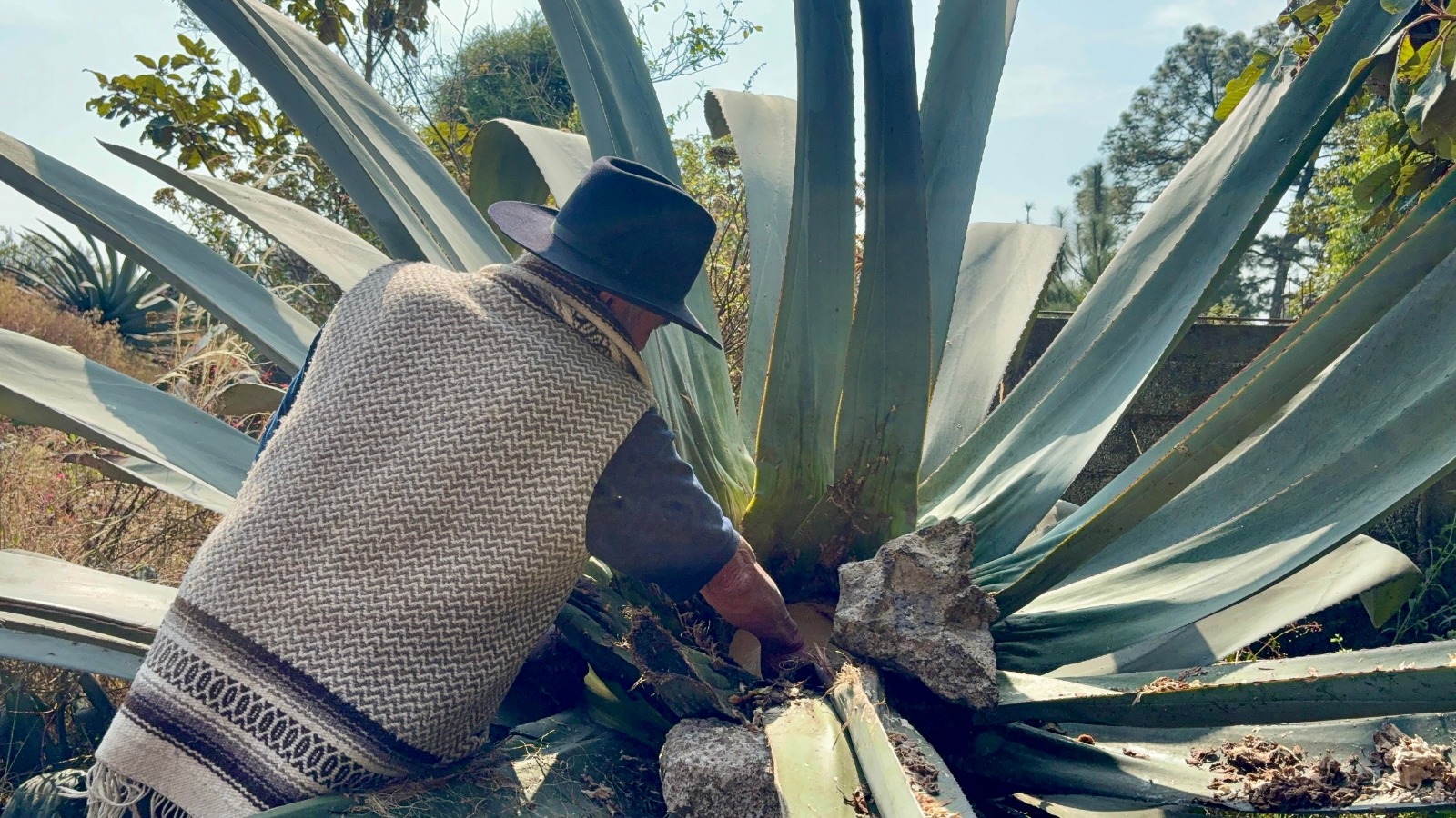 Busca Gobierno de Morelos proteger jurídicamente el pulque de Huitzilac