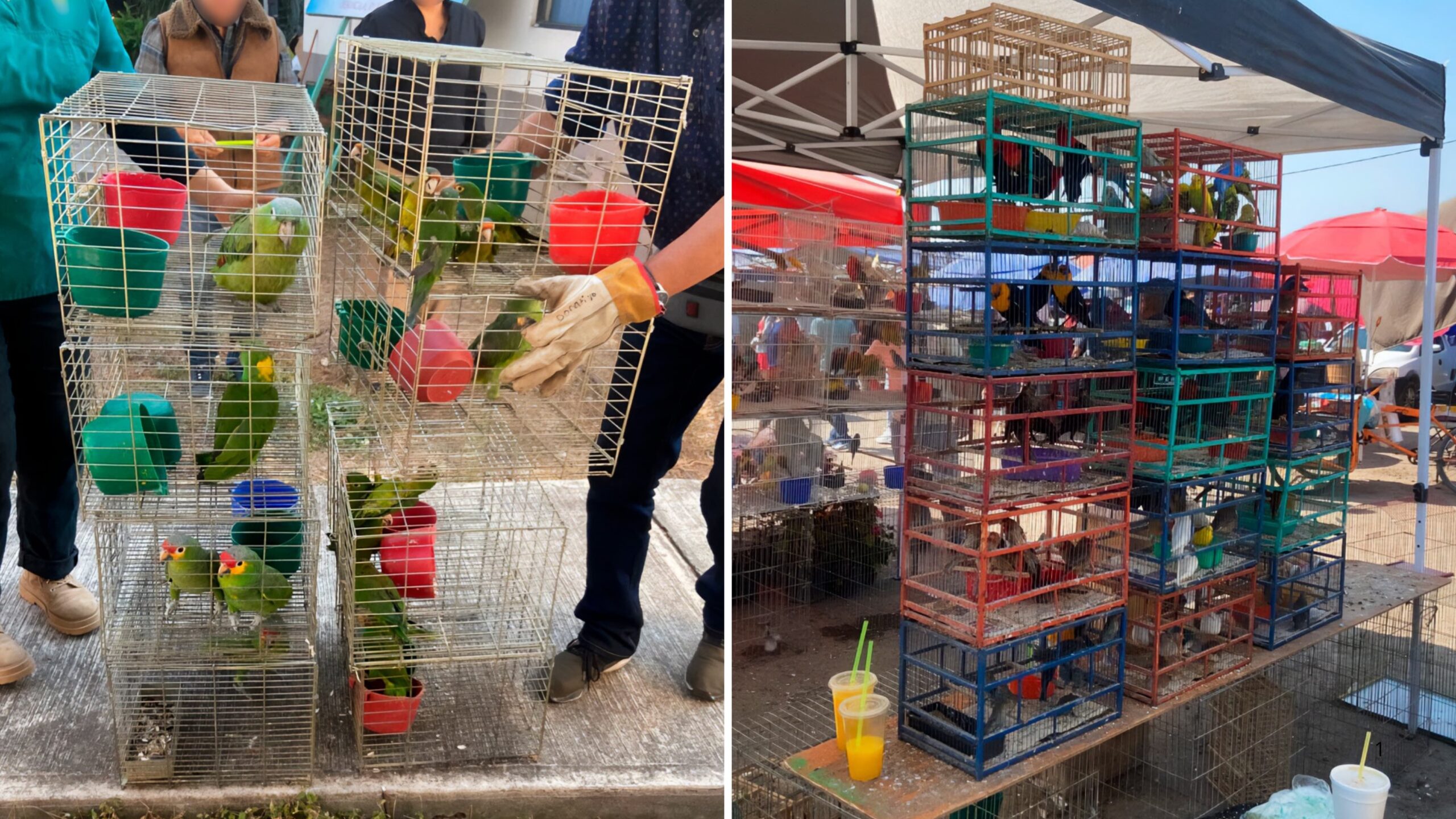 Profepa asegura más de cien aves silvestres en operativo en tianguis de Yecapixtla